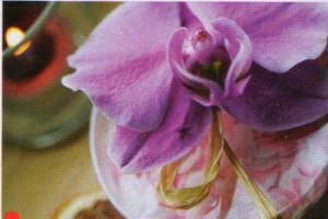 orchidej Balení dárků